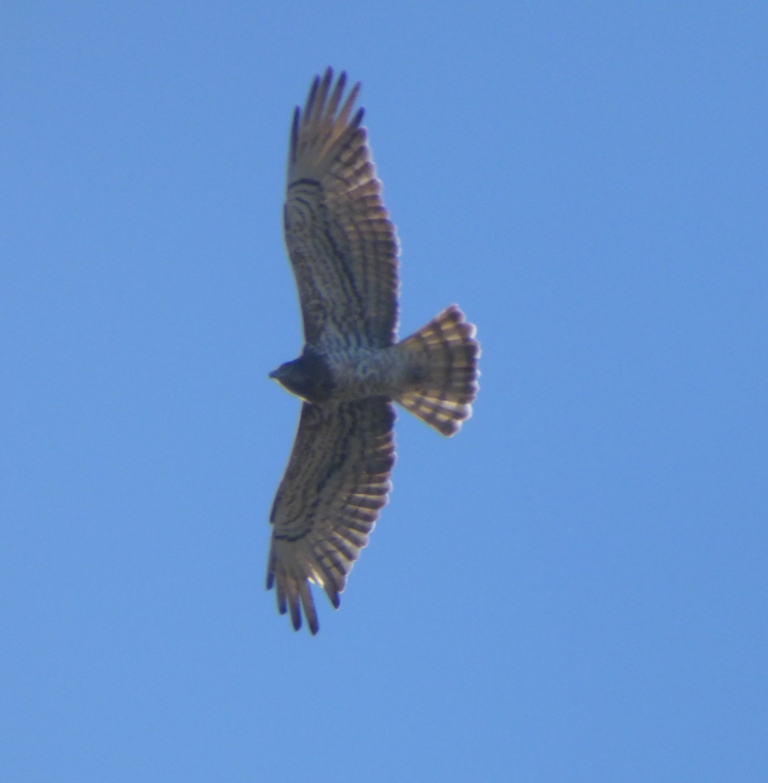 Biancone (Circaetus gallicus) con piumaggio insolito